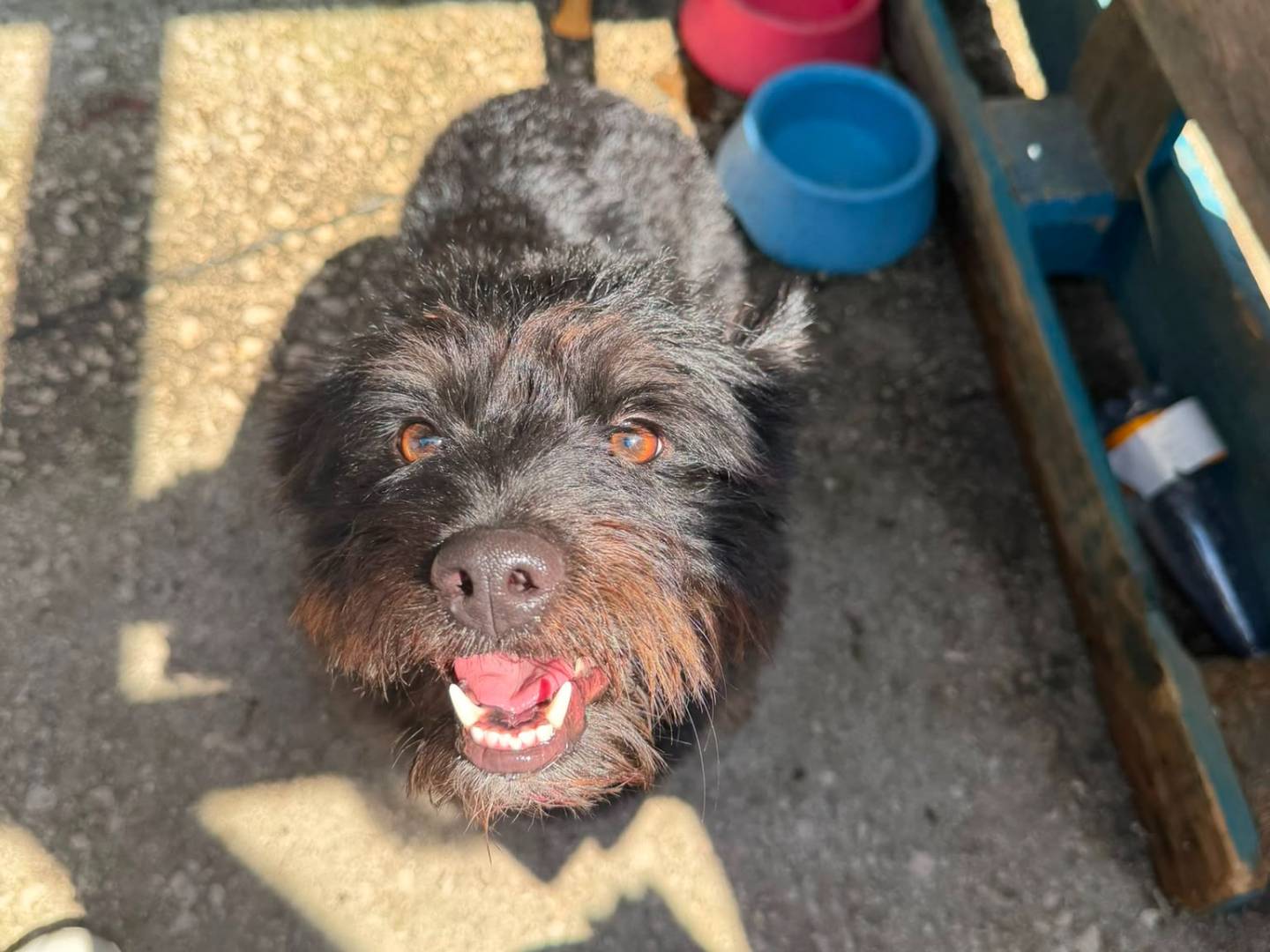 Adotta un cane, taglia piccola, maschio, Caserta