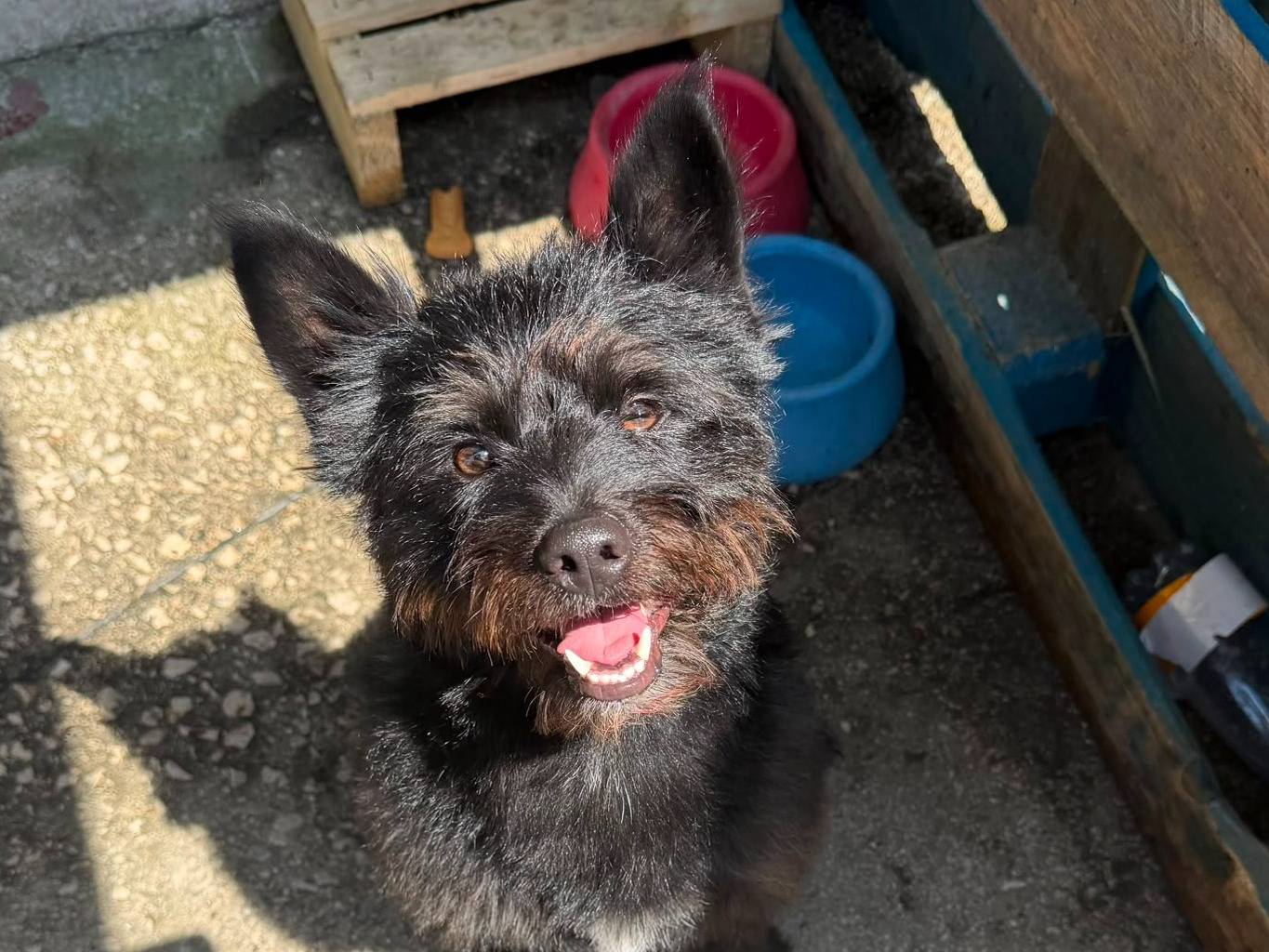 Vuoi adottare un cane a Caserta?