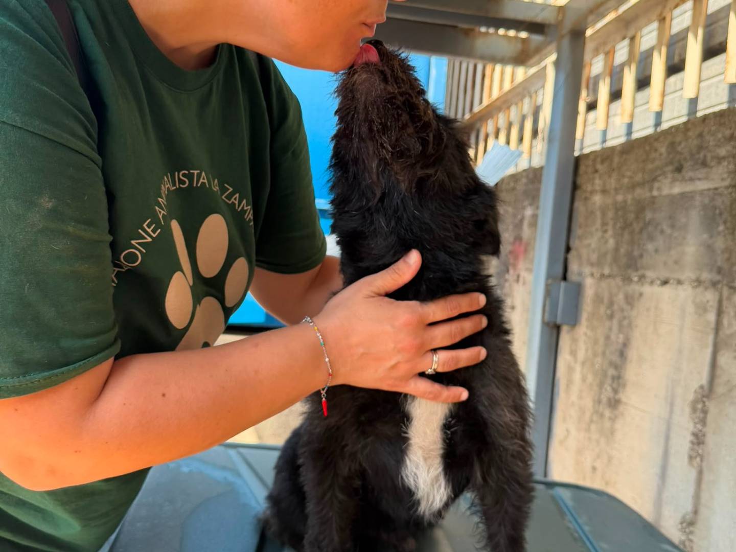 Adotta il cane CASH a Caserta