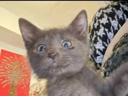 Adozione gatto, maschio, Certosino  Razza sconosciuta, 3 mesi, taglia non valida, Roma