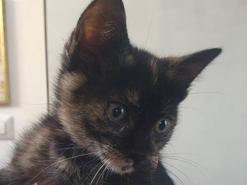 Adozione gatto, femmina, Razza sconosciuta Razza sconosciuta, 2 mesi, taglia non valida, Roma
