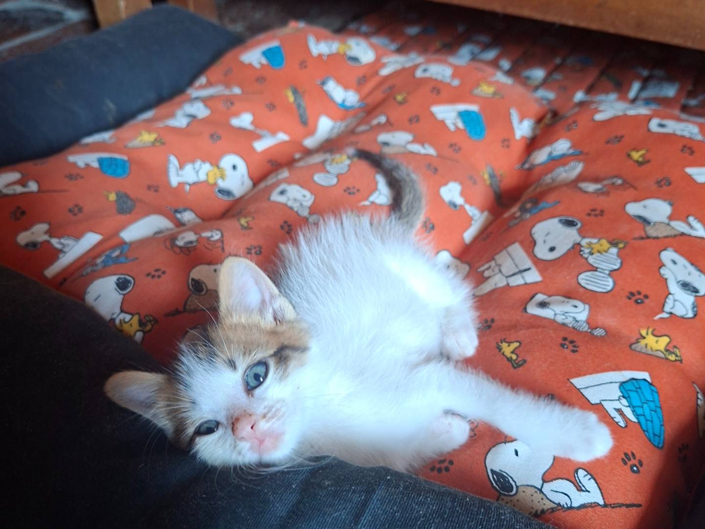 Adozione gatto, maschio, Razza sconosciuta Razza sconosciuta, 2 mesi, taglia non valida, Viterbo