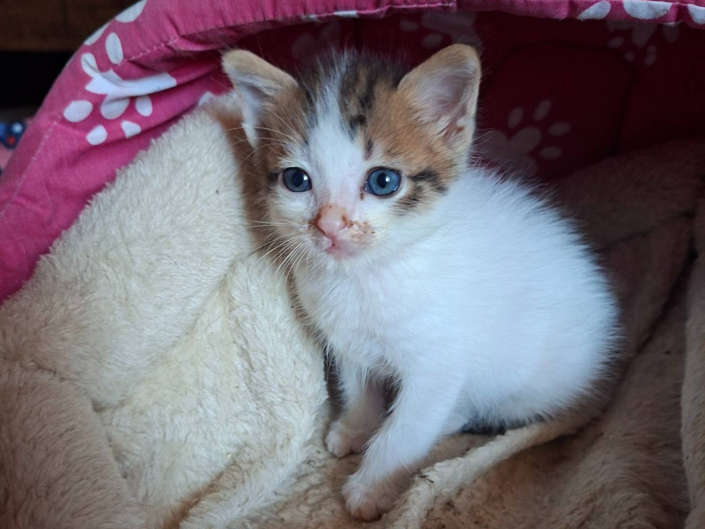 Adotta un gatto, maschio, 2 mesi, Viterbo