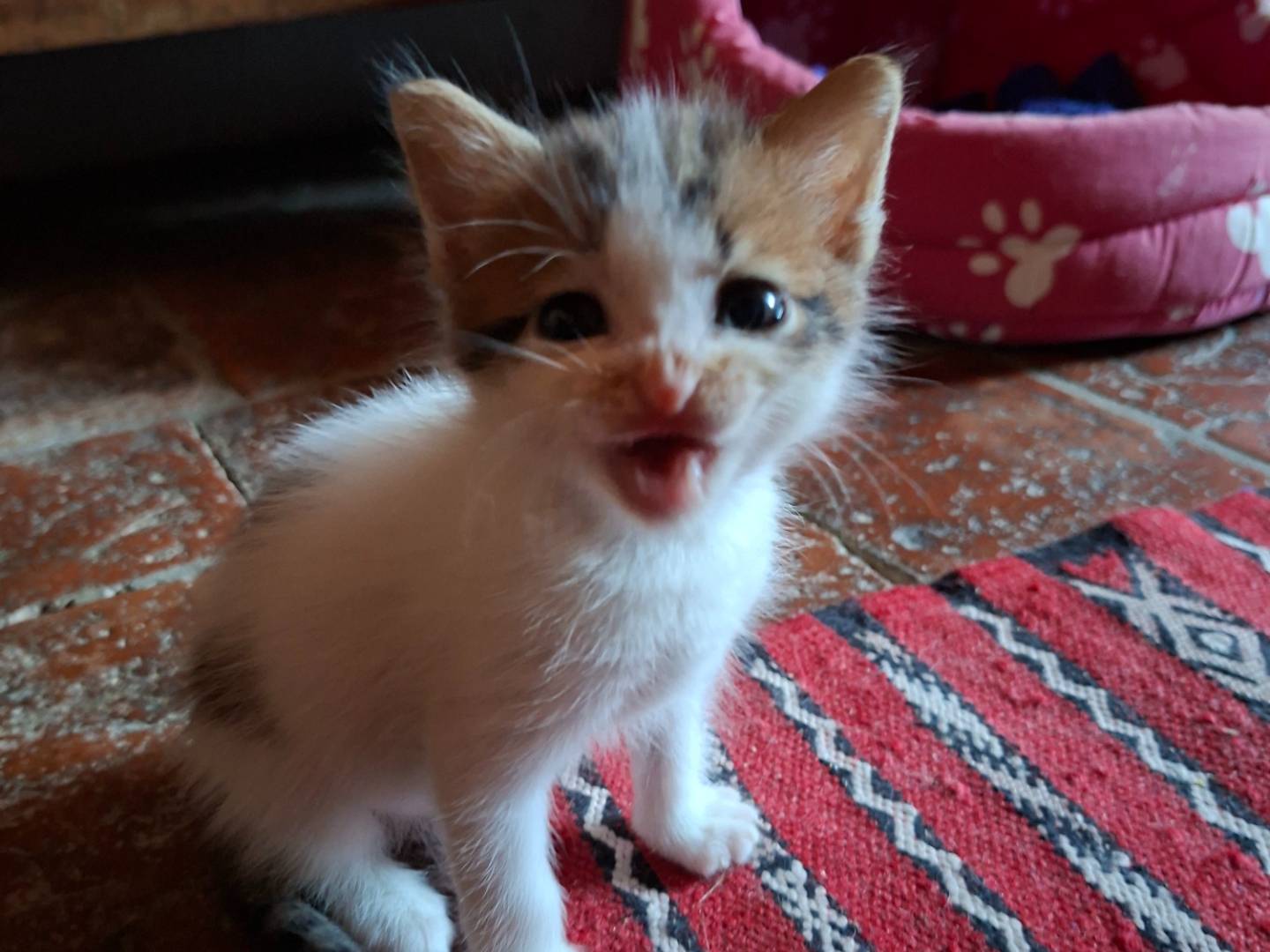 Adotta un gatto, taglia non valida, maschio, Viterbo