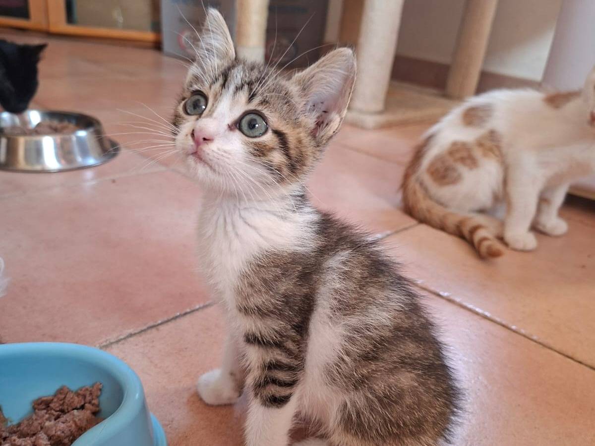 Adozione gatto, maschio, Razza sconosciuta Razza sconosciuta, 2 mesi, taglia non valida, Viterbo