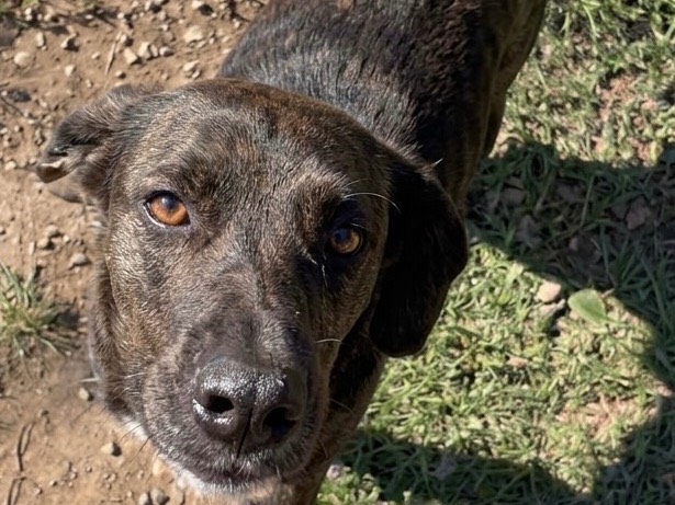 Adotta un cane, maschio, 4 anni e 5 mesi, Savona