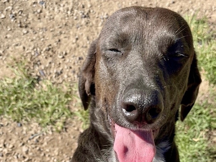 Adotta un cane, taglia media contenuta, maschio, Savona