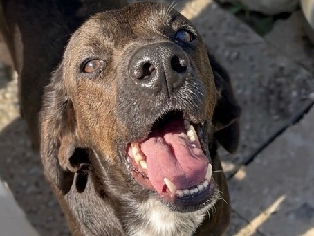 Adozione cane, maschio, Razza sconosciuta Razza sconosciuta, 4 anni e 5 mesi, taglia media contenuta, Savona