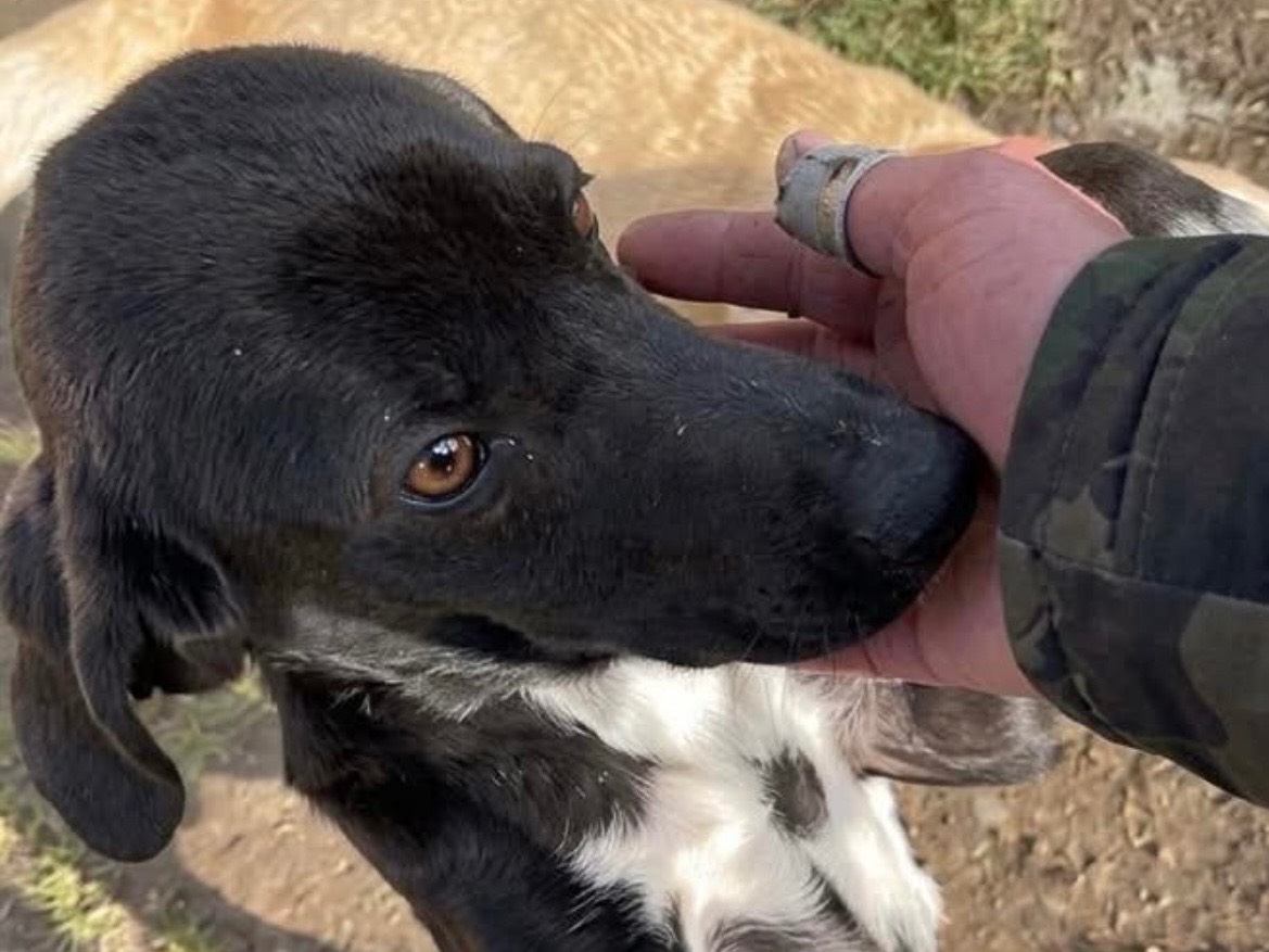 Vuoi adottare un cane a Savona?