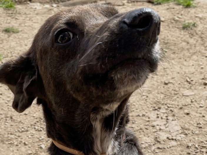 Adotta il cane Milo a Savona
