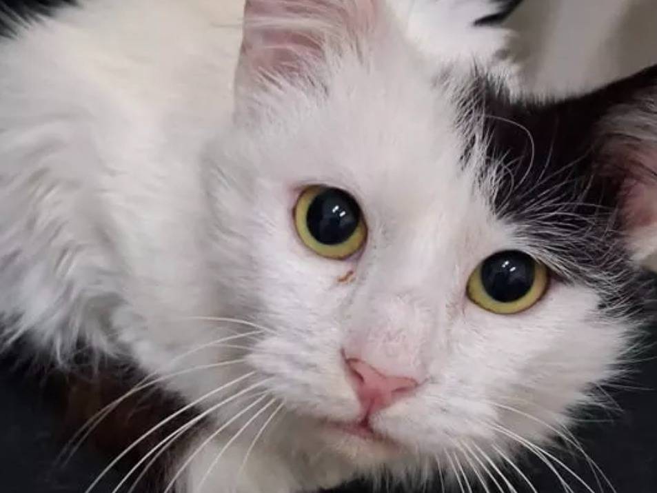 Adotta un gatto, taglia non valida, maschio, Torino