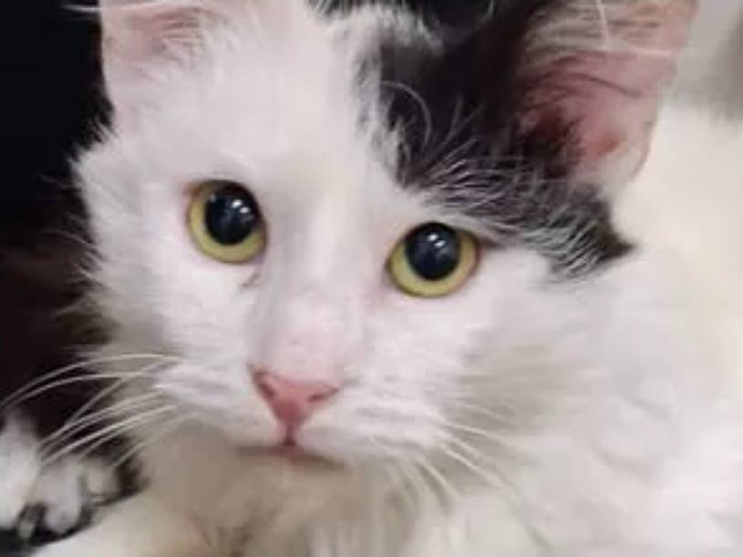 Adotta un gatto, maschio, 8 mesi, Torino
