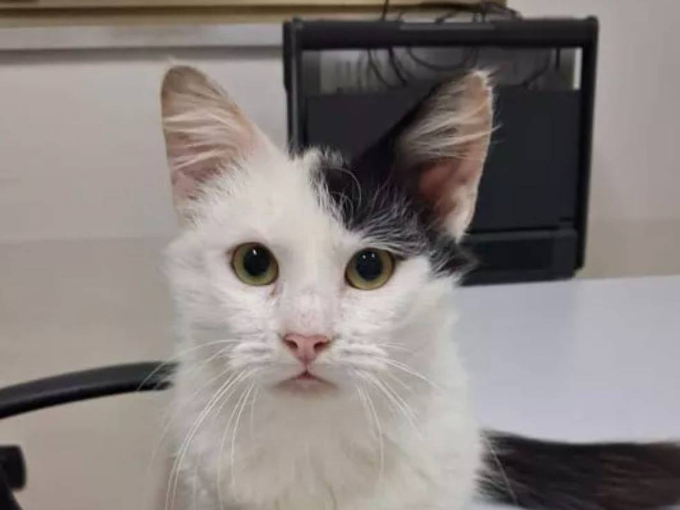 Adozione gatto, maschio, Razza sconosciuta Razza sconosciuta, 8 mesi, taglia non valida, Torino
