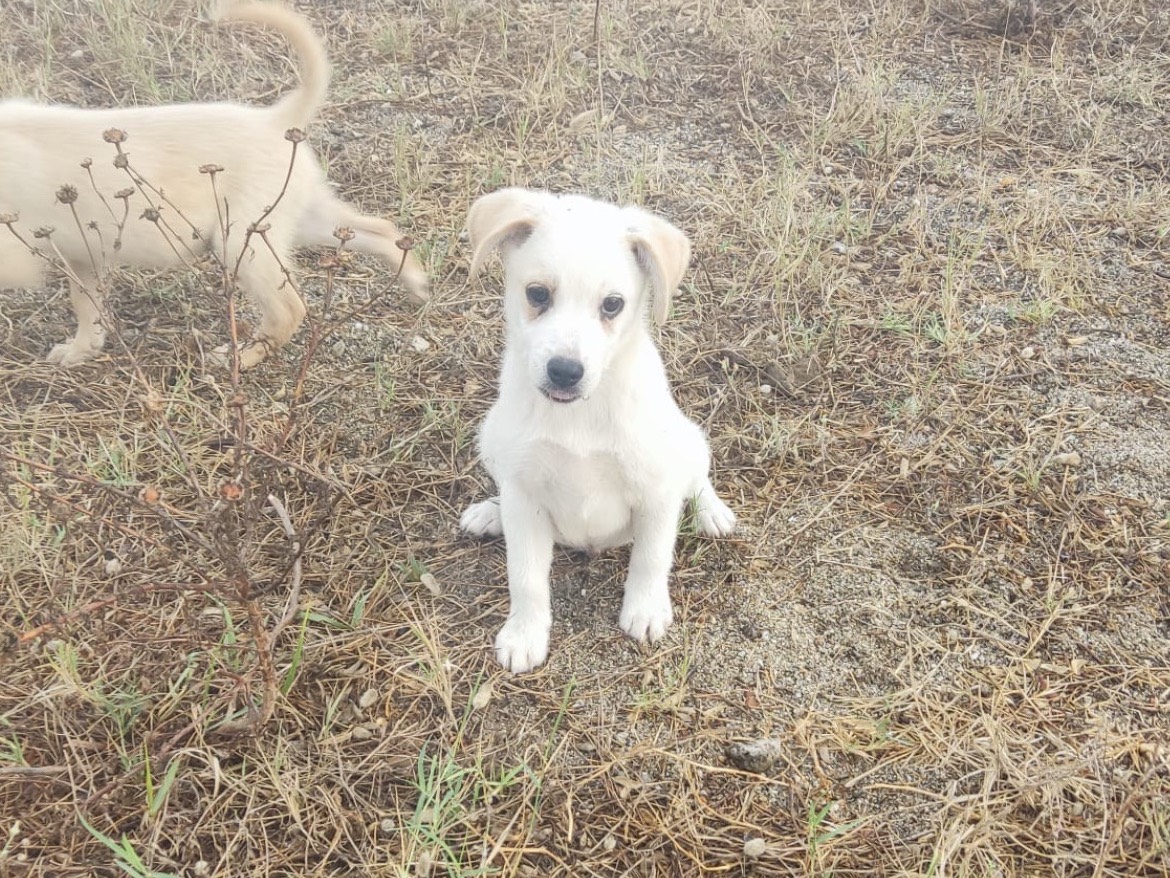 Adozione cane, maschio, Razza sconosciuta Razza sconosciuta, 4 mesi, taglia media contenuta, Vibo
