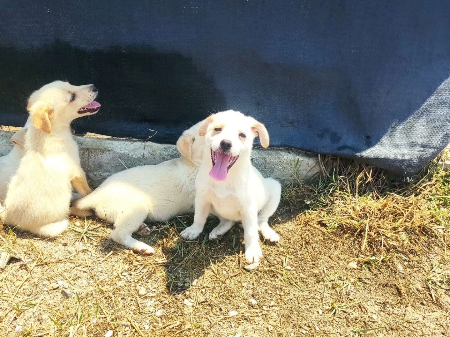 Adotta un cane, maschio, 4 mesi, Vibo