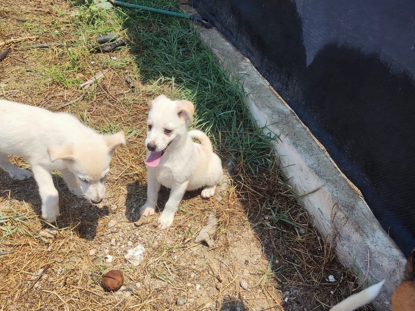 Vuoi adottare un cane a Vibo?