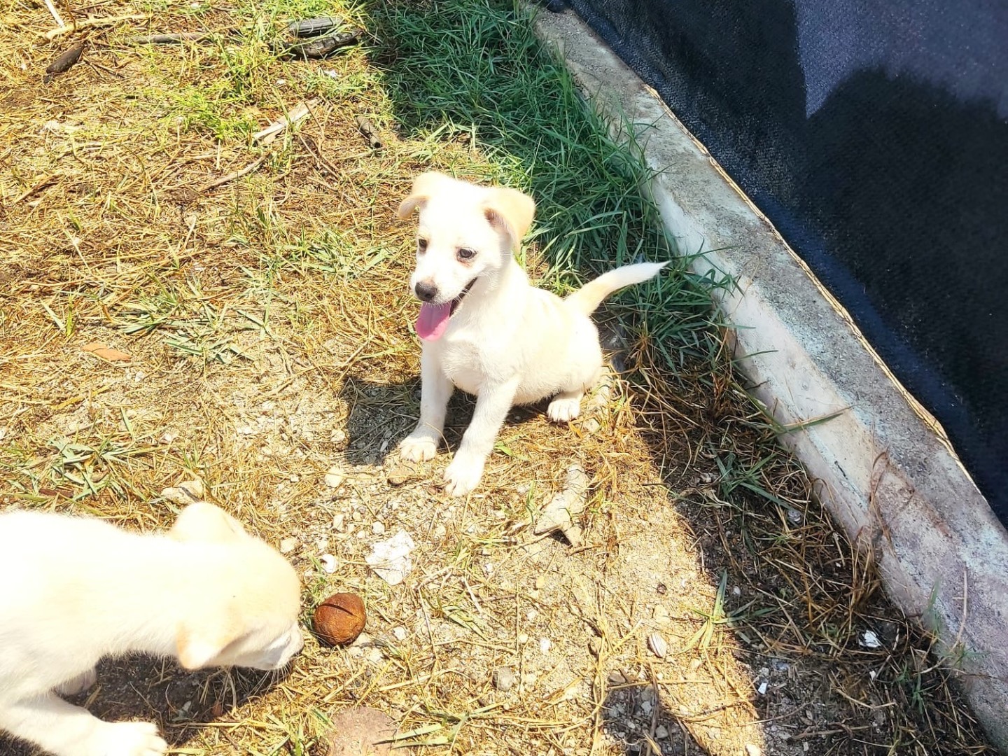 Adotta il cane Sbirulo  a Vibo
