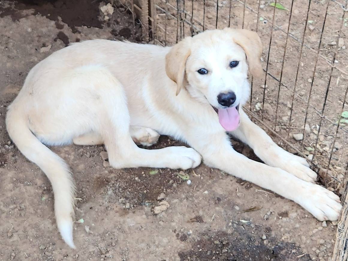 Adotta un cane, maschio, 3 mesi, Cosenza