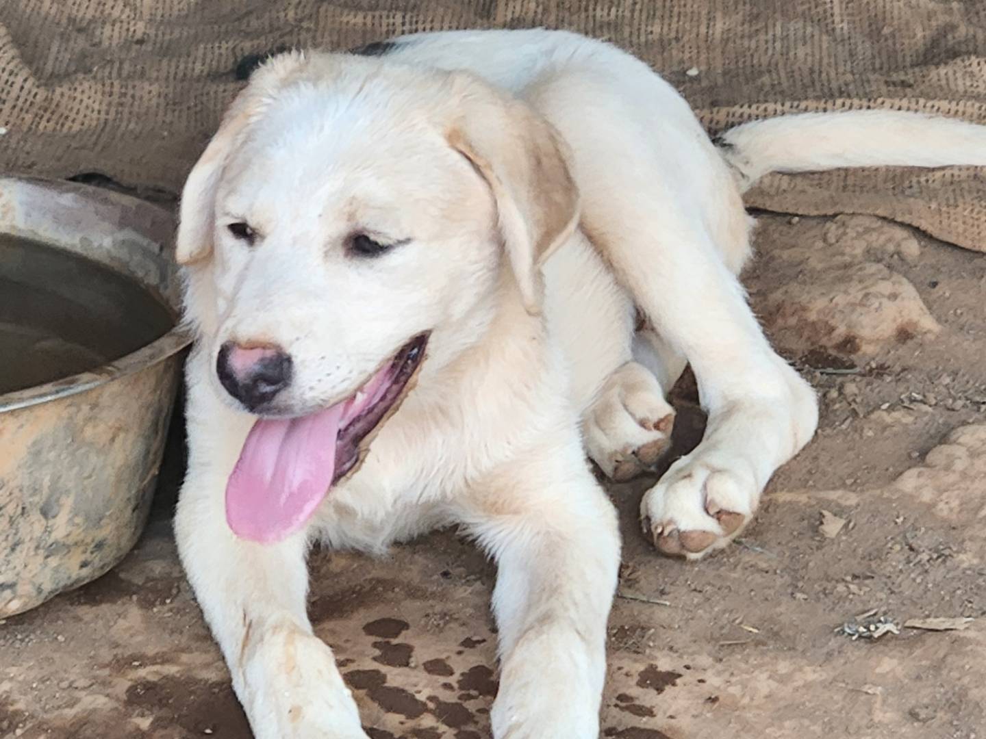 Adotta un cane, taglia grande, maschio, Cosenza