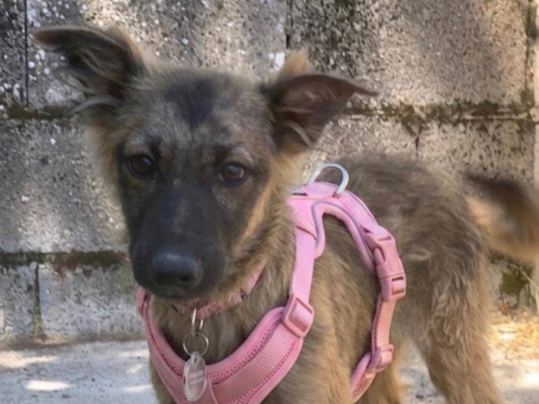 Adozione cane, femmina, Razza sconosciuta Razza sconosciuta, 5 mesi, taglia media, Potenza
