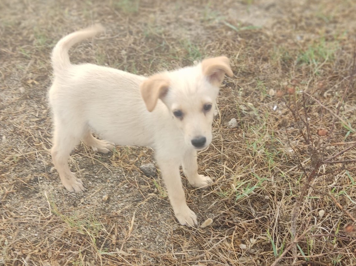 Adotta un cane, maschio, 4 mesi, Vibo