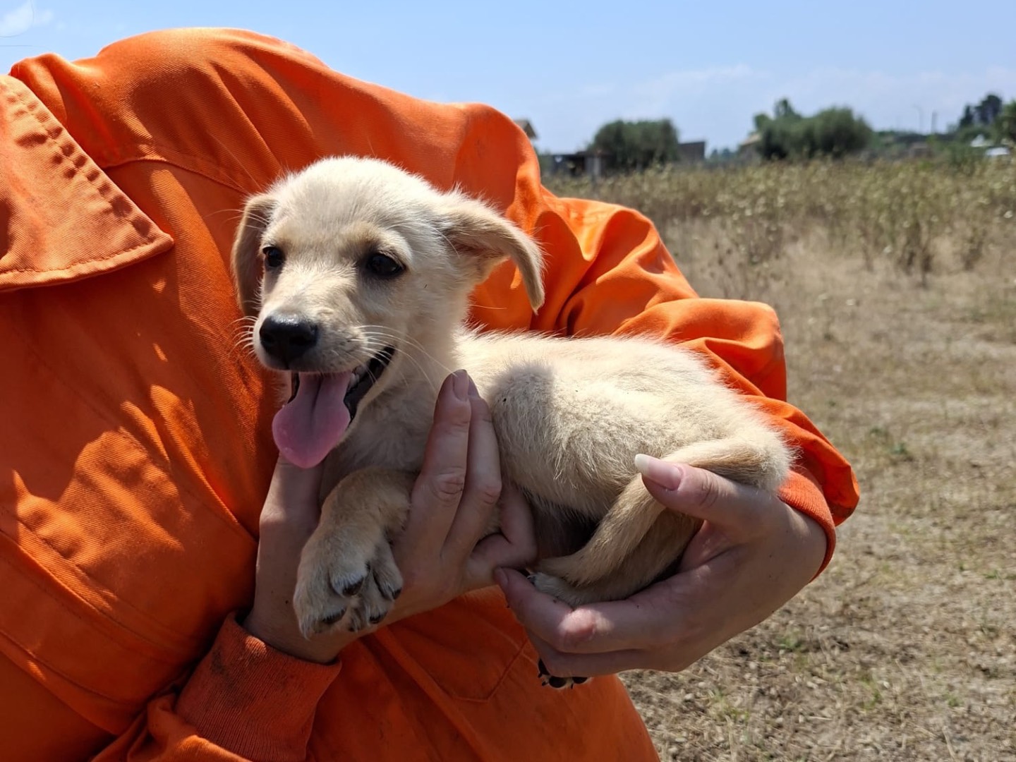 Adotta un cane, taglia media contenuta, maschio, Vibo