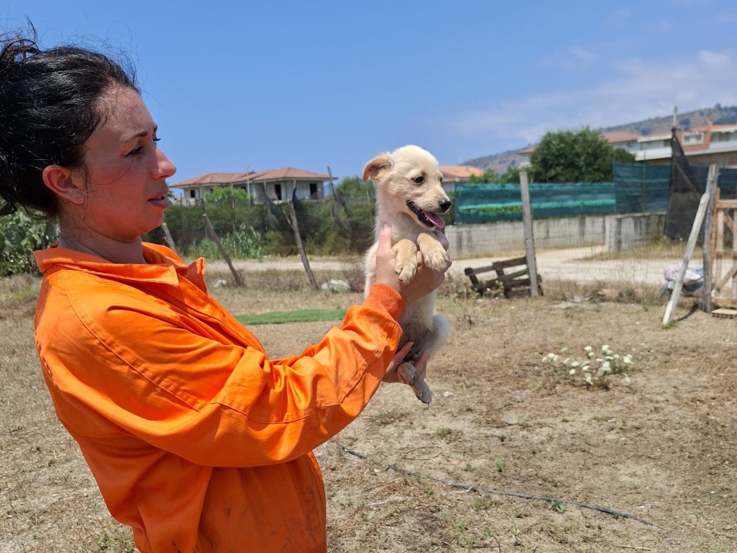 Vuoi adottare un cane a Vibo?