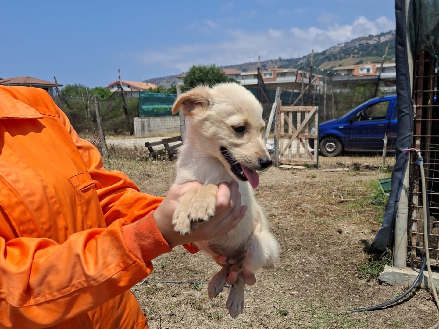 Adotta il cane Gnomino a Vibo