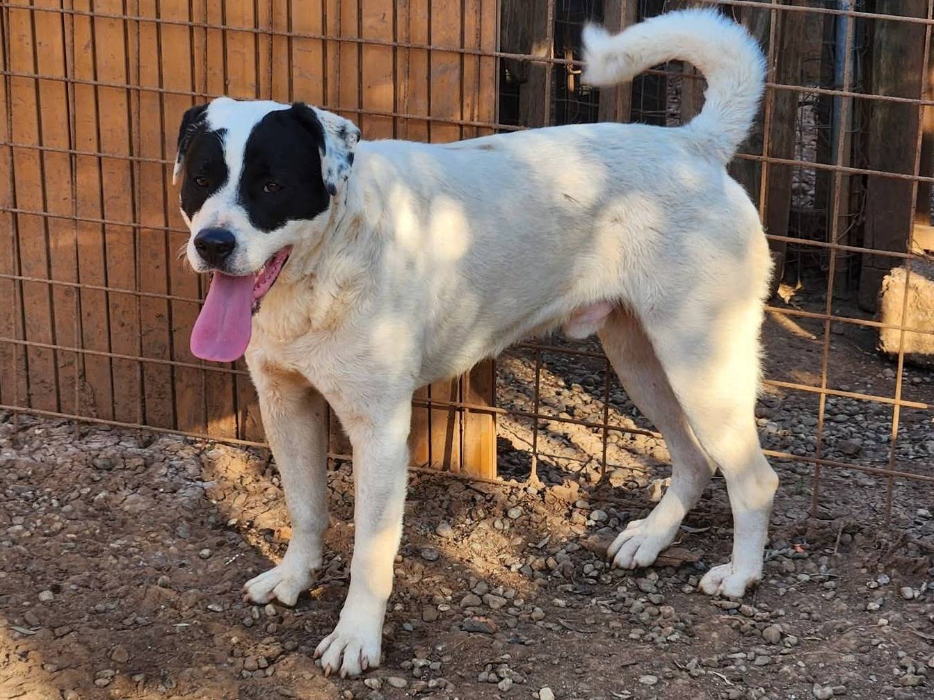 Adozione cane, maschio, Razza sconosciuta Razza sconosciuta, 1 anno e 6 mesi, taglia grande, Cosenza