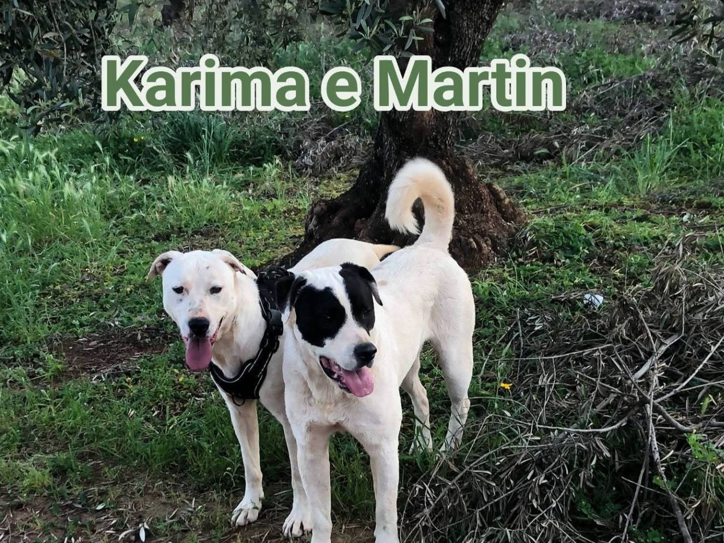 Adotta un cane, maschio, 1 anno e 6 mesi, Cosenza