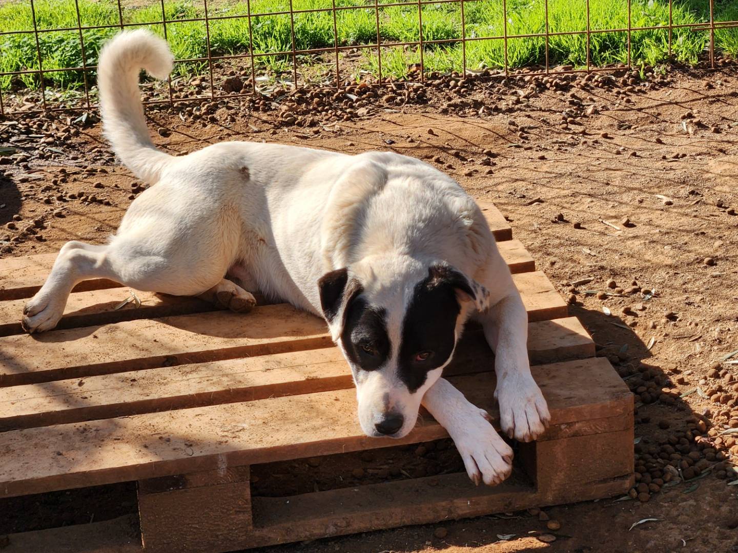 Adotta un cane, taglia grande, maschio, Cosenza