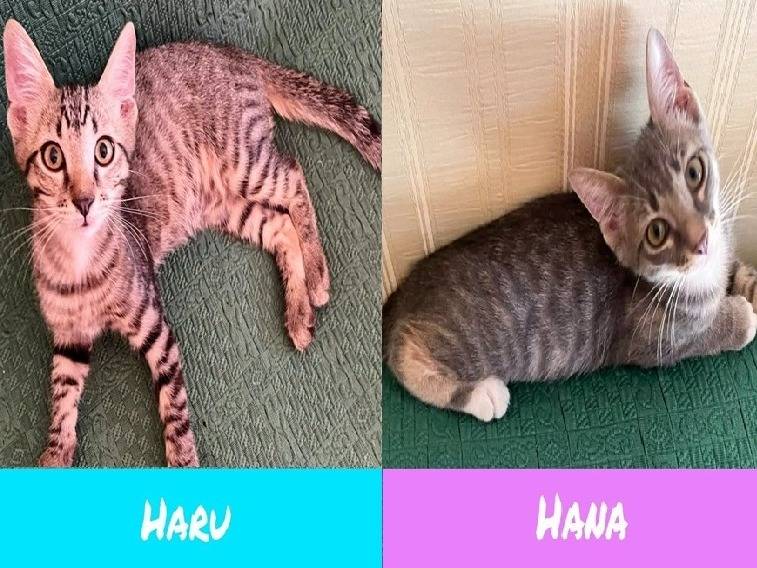 Adozione gatto, maschio, Razza sconosciuta Razza sconosciuta, 3 mesi, taglia non valida, Torino