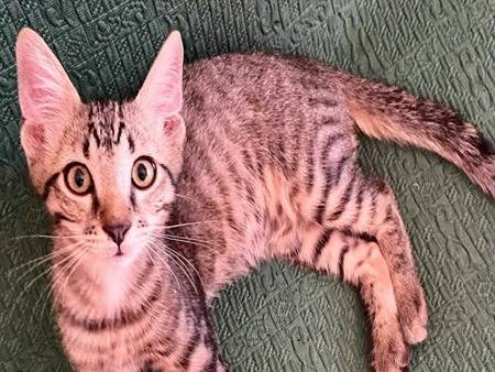 Adotta un gatto, maschio, 3 mesi, Torino