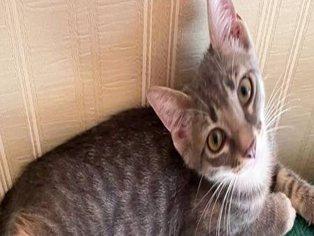 Adotta un gatto, taglia non valida, maschio, Torino