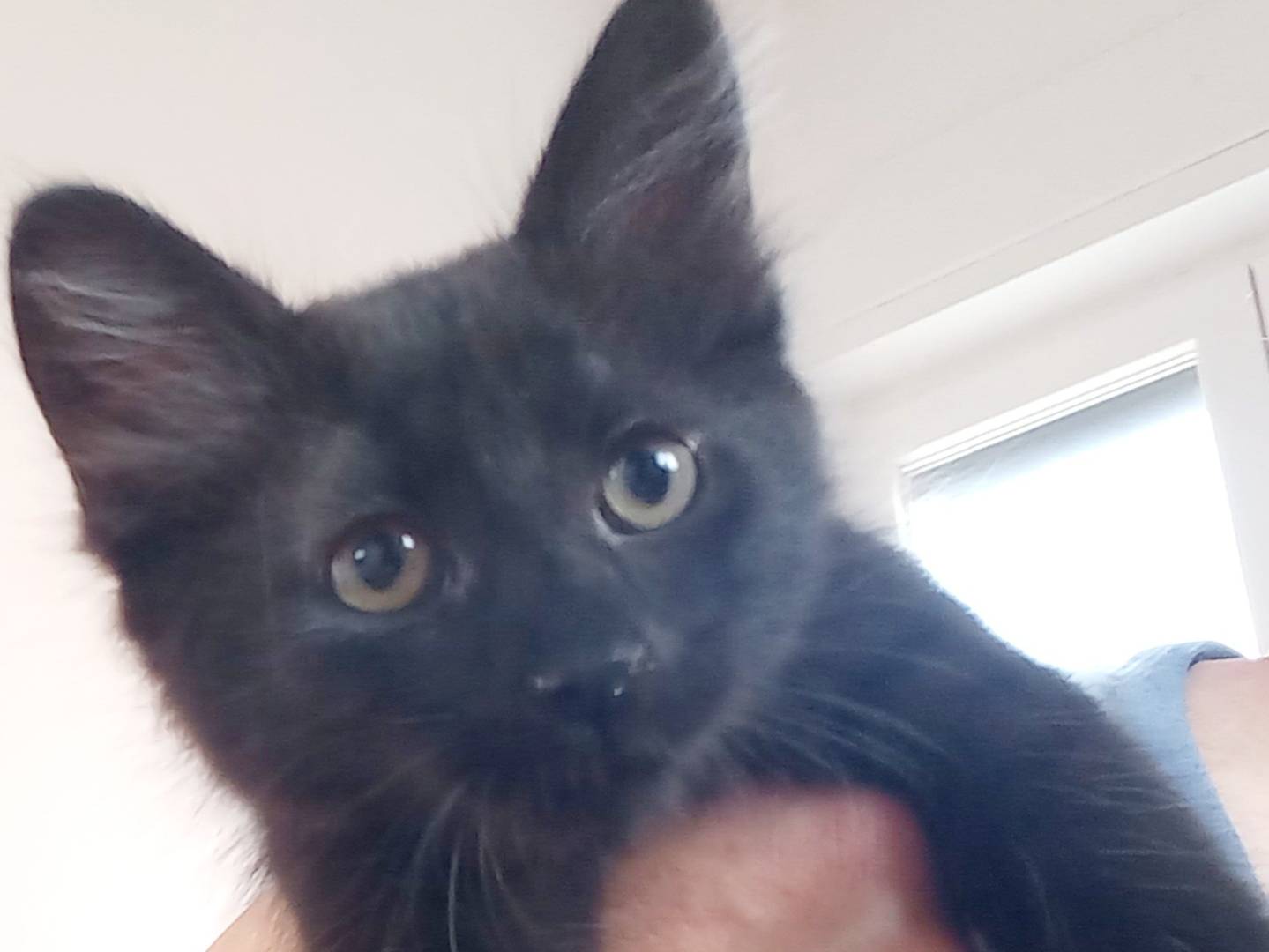 Adozione gatto, maschio, Razza sconosciuta Razza sconosciuta, 3 mesi, taglia non valida, Napoli