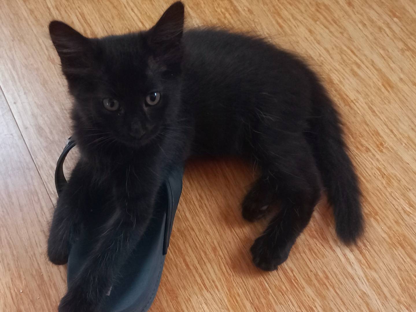 Adotta un gatto, maschio, 3 mesi, Napoli