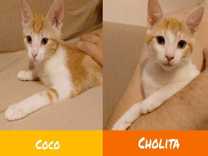 Adozione gatto, femmina, Razza sconosciuta Razza sconosciuta, 3 mesi, taglia non valida, Torino