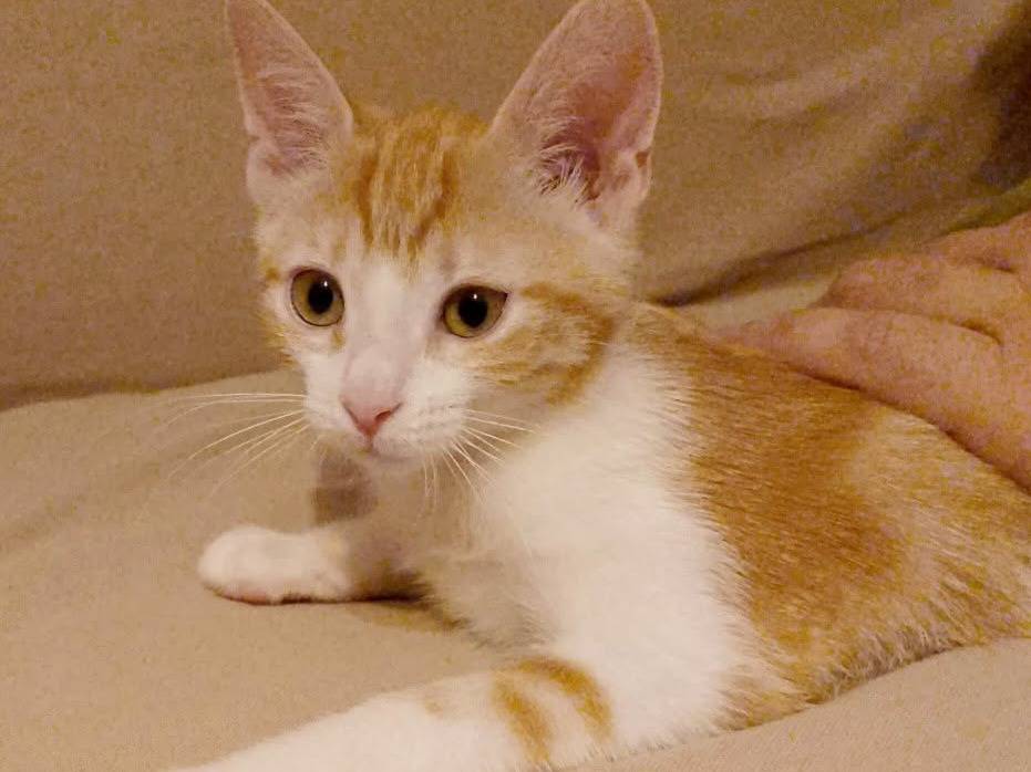 Adotta un gatto, femmina, 3 mesi, Torino