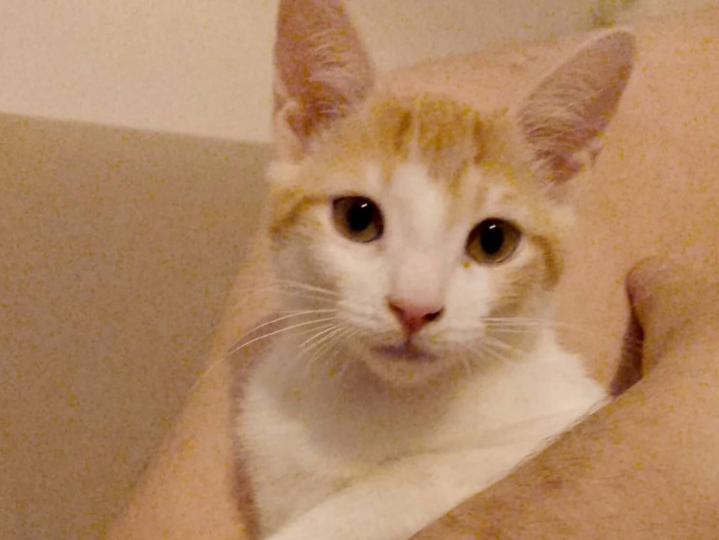 Adotta un gatto, taglia non valida, femmina, Torino