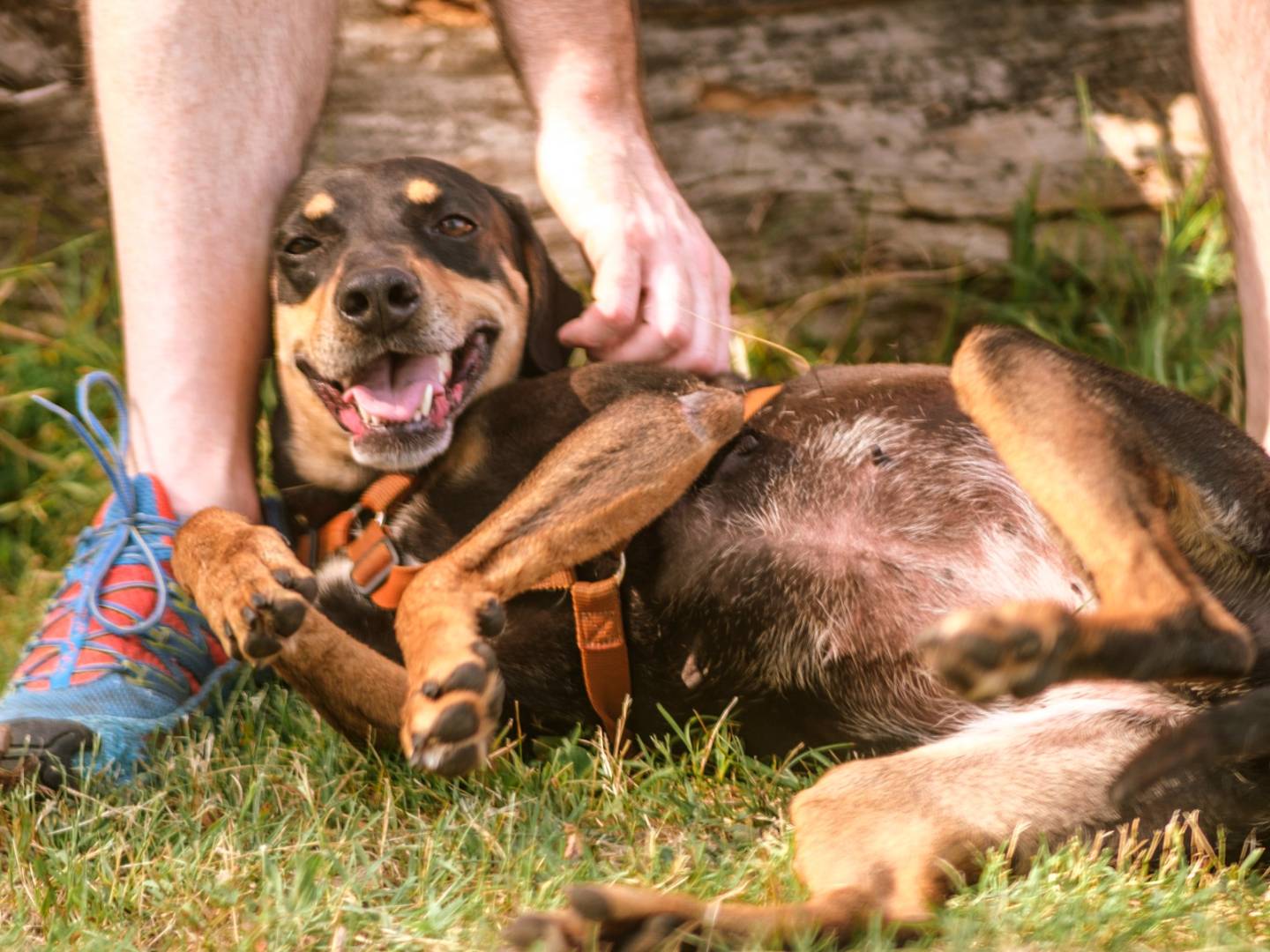 Adozione cane, femmina, Razza sconosciuta Razza sconosciuta, 4 anni e 2 mesi, taglia media contenuta, Milano