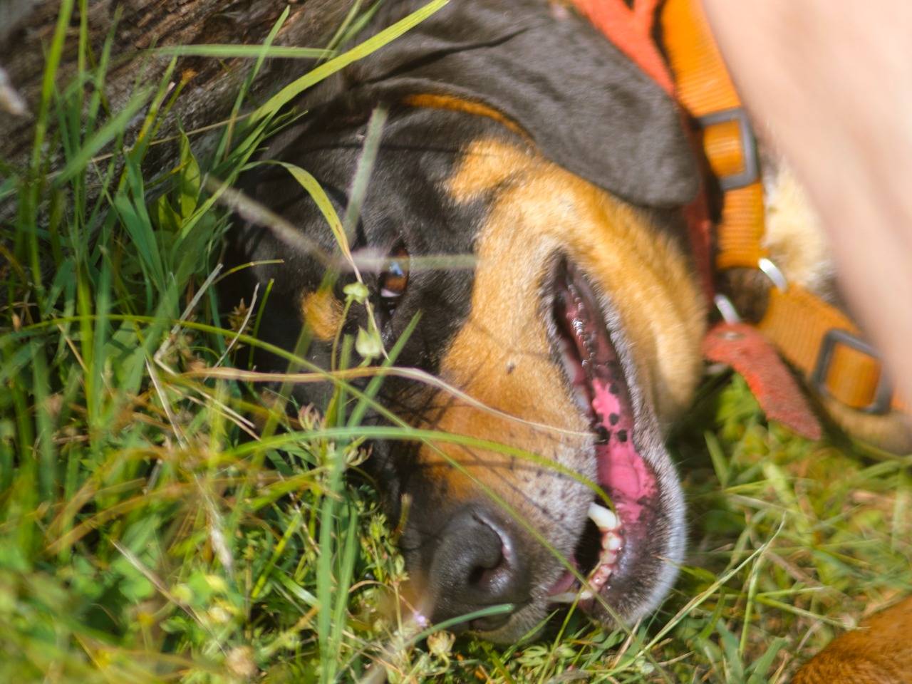 Adotta un cane, femmina, 4 anni e 2 mesi, Milano