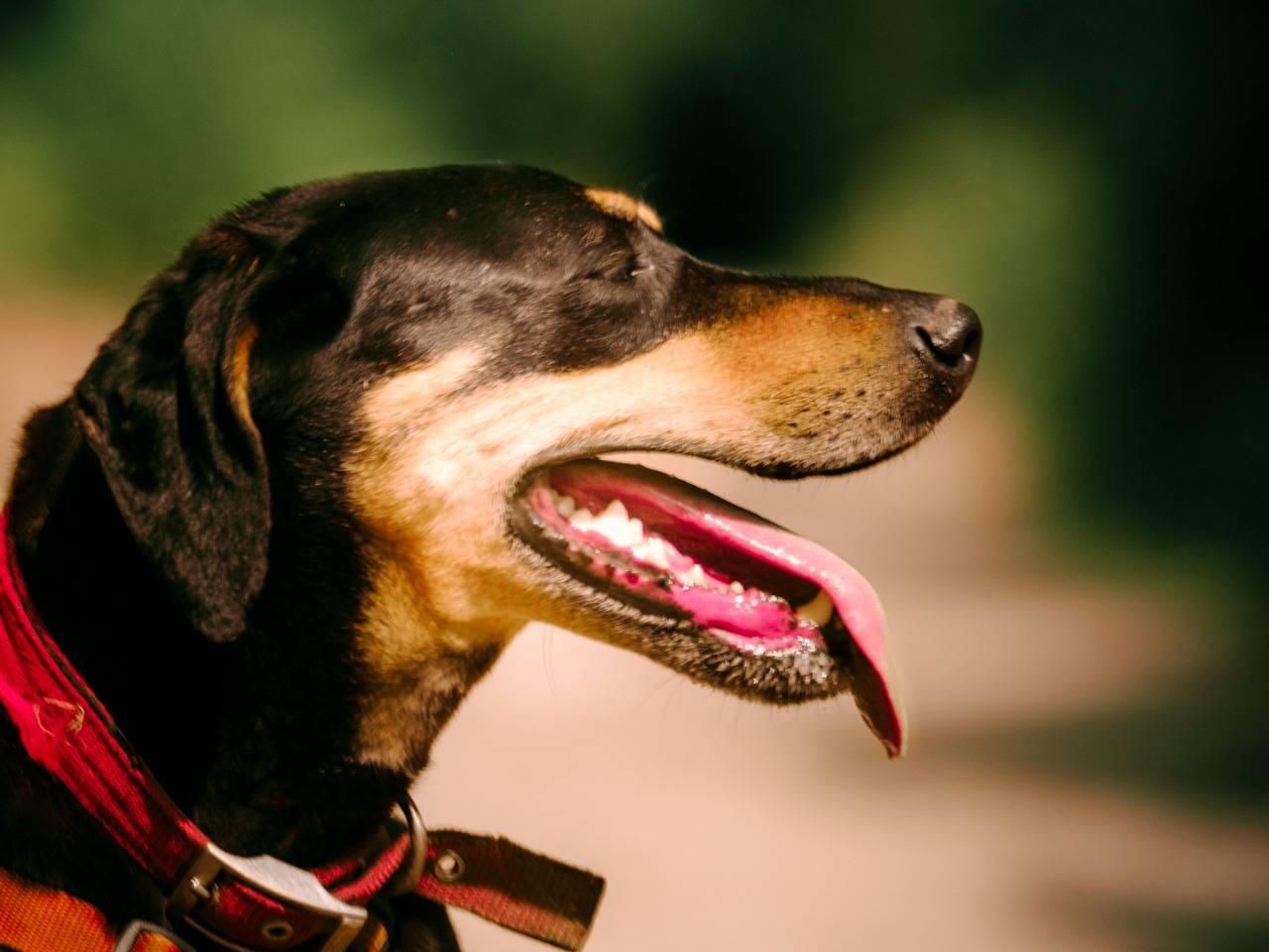 Adotta un cane, taglia media contenuta, femmina, Milano