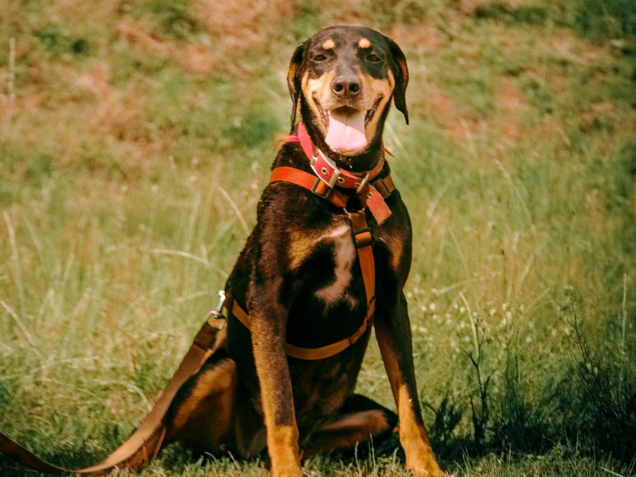 Vuoi adottare un cane a Milano?
