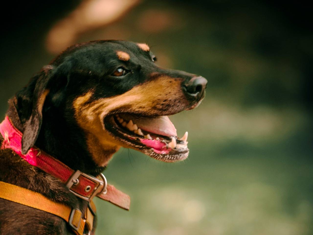 Adotta il cane SKYLAR a Milano
