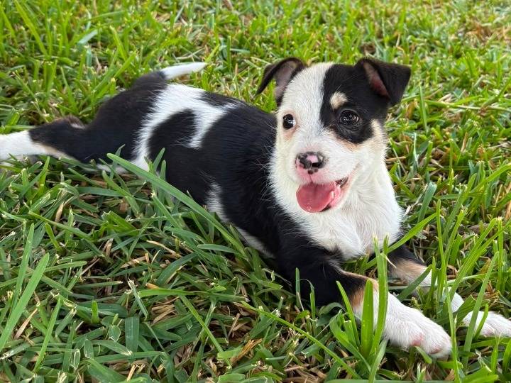 Adotta un cane, femmina, 2 mesi, Siracusa