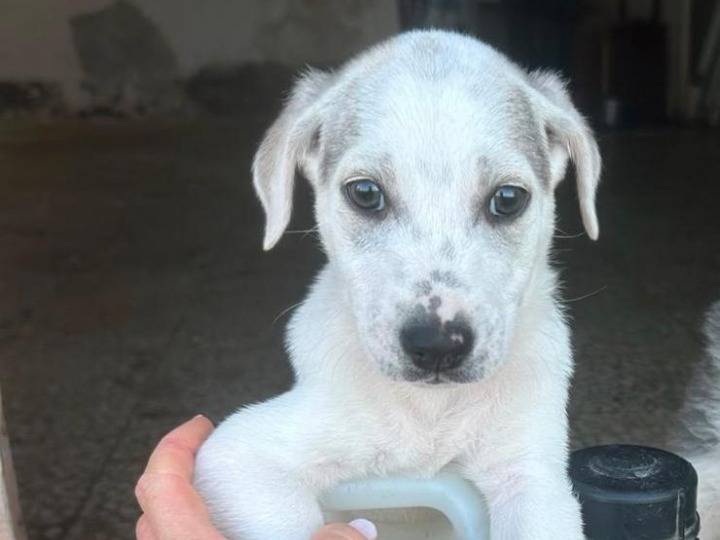 Adozione cane, maschio, Razza sconosciuta Razza sconosciuta, 2 mesi, taglia media contenuta, Siracusa