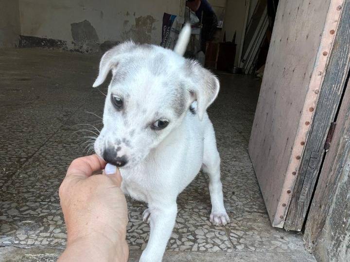 Adotta un cane, maschio, 2 mesi, Siracusa