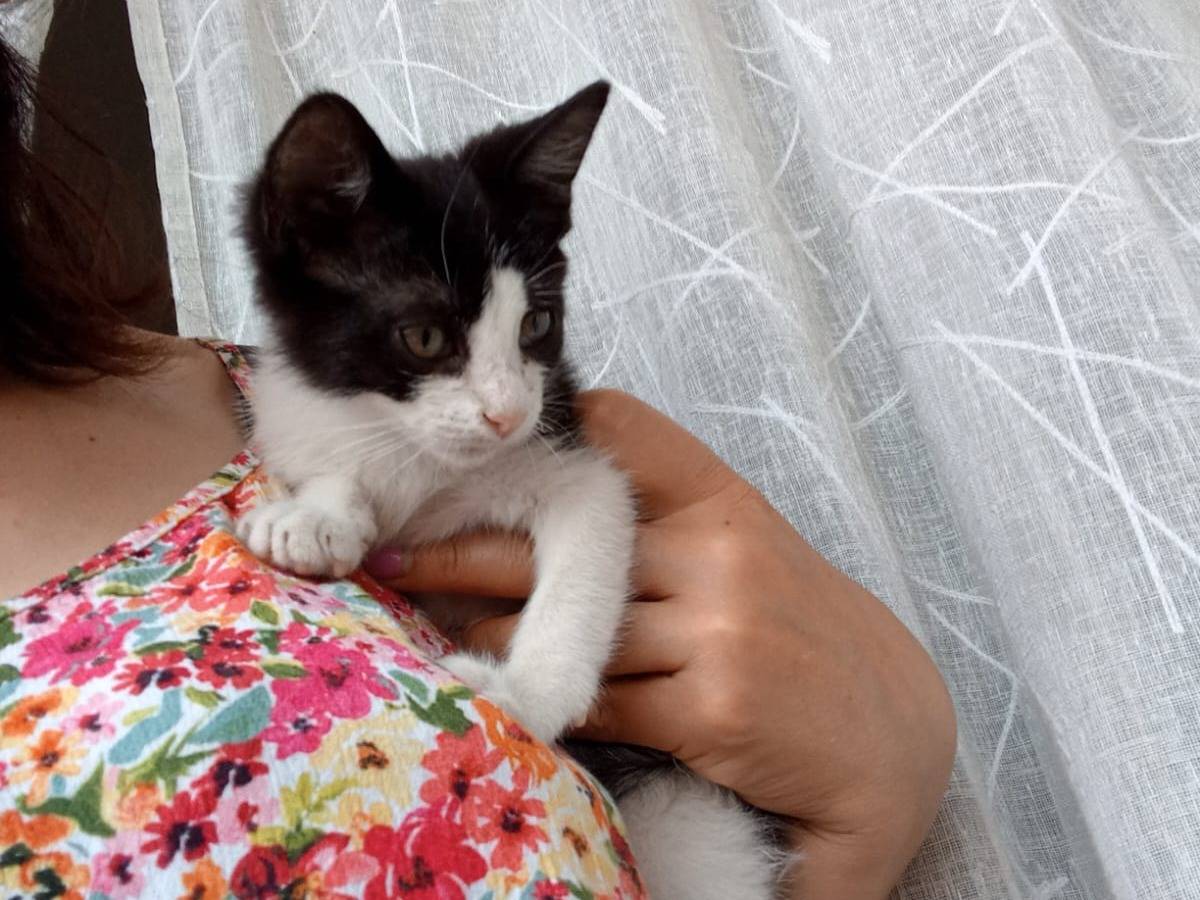 Adozione gatto, maschio, Razza sconosciuta Razza sconosciuta, 3 mesi, taglia non valida, Firenze