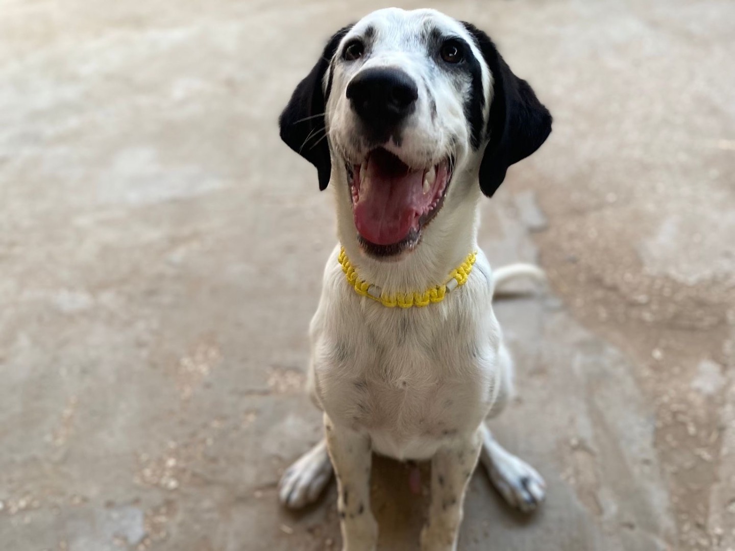 Adozione cane, maschio, Razza sconosciuta Setter Inglese, 5 mesi, taglia media, Siracusa