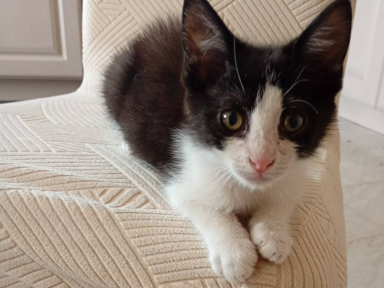 Adotta un gatto, maschio, 3 mesi, Firenze